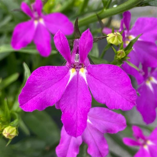 Lobelia Waterfall Magenta NEW 2025