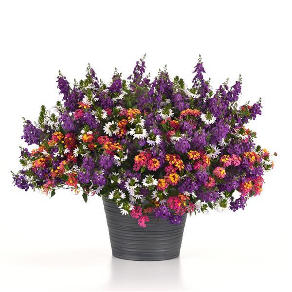 Passion Project MixMaster