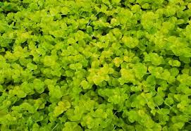 Lysimachia Creeping Jenny