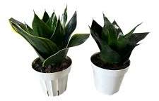 Sanseveria  Black/ Emerald/ Forest/ Jade/ Silver