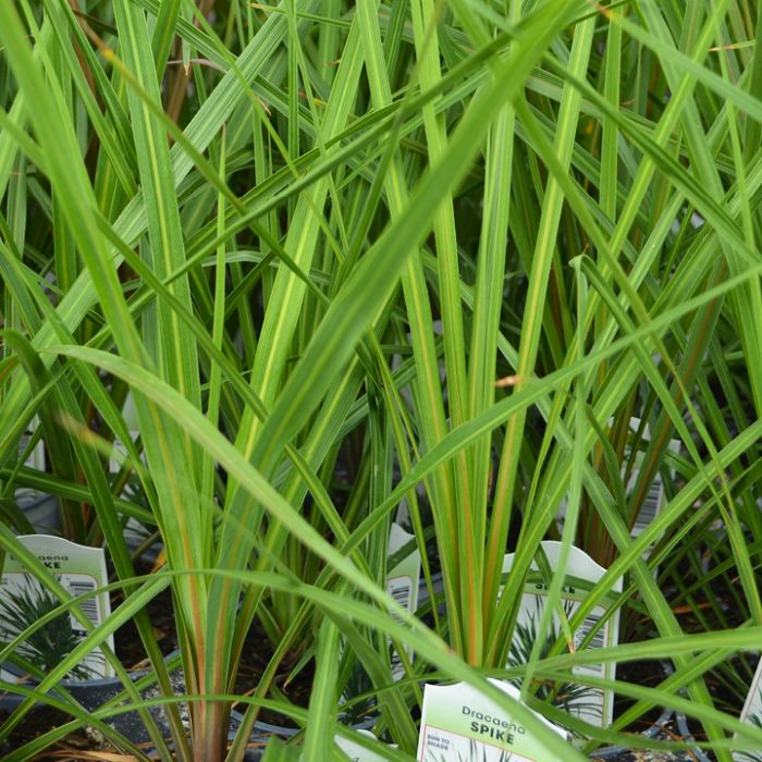 Dracaena Spike