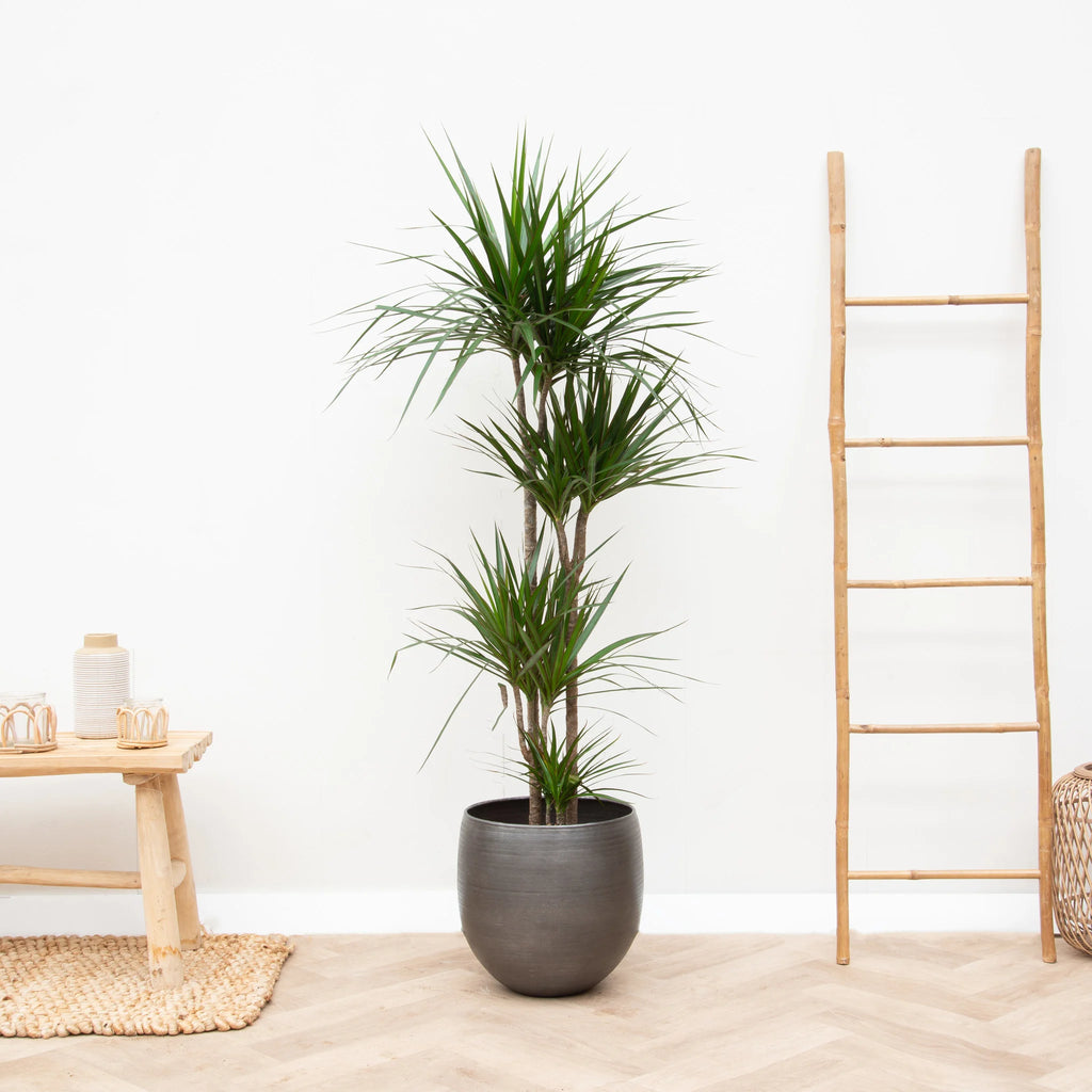 dracaena ikea Dracaena Marginata Tree, dragon tree