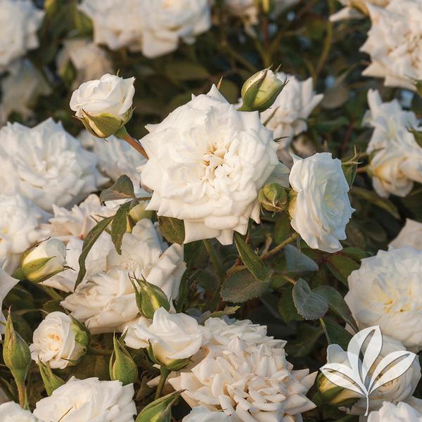 White Drift® Rose