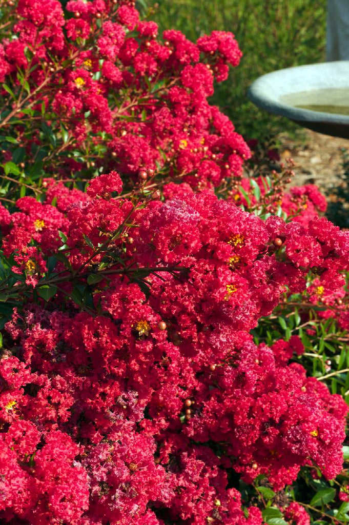 Cherry Dazzle® Dwarf Crepe Myrtle | Little Red Nursery, LLC