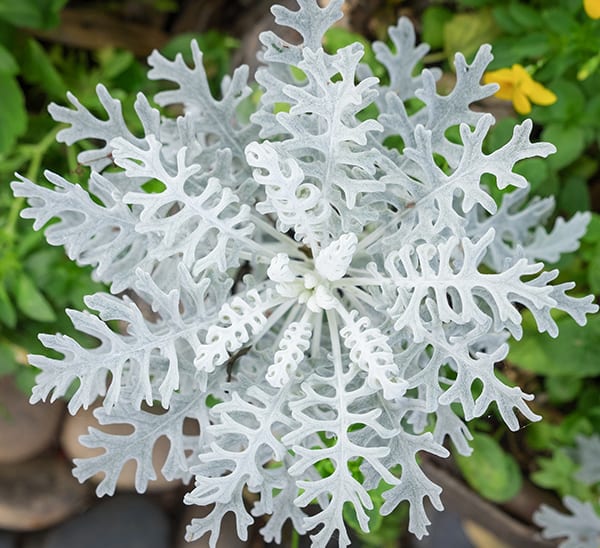 Dusty Miller Silver Dust