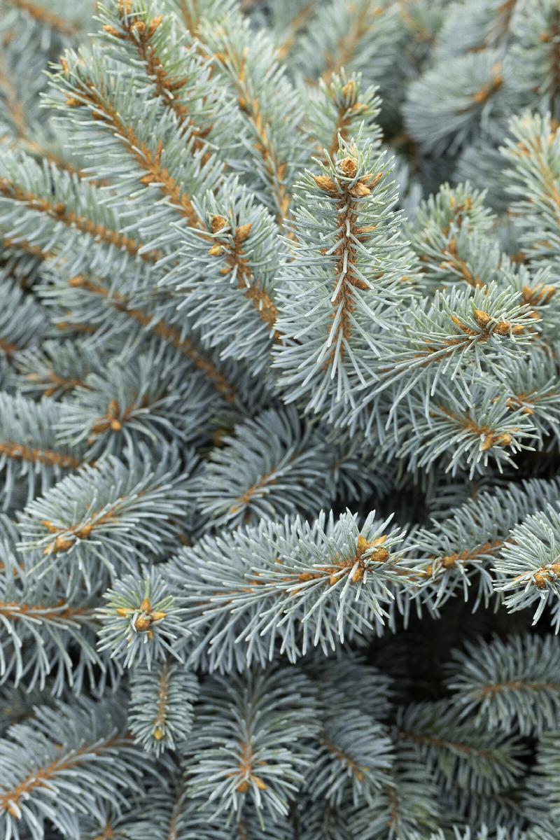 Dwarf Globe Blue Spruce