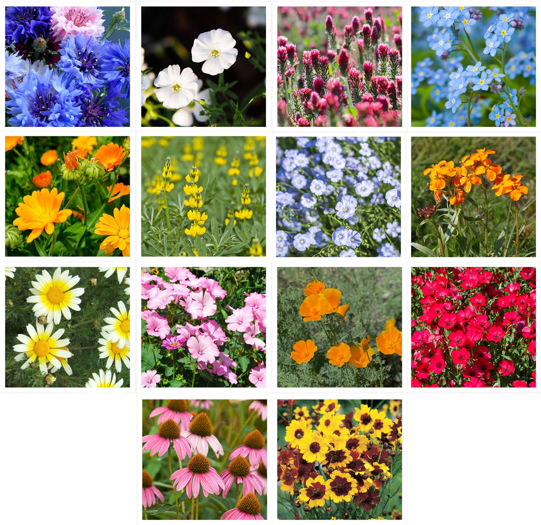 Wildflower, Sunny Wildflower Mix Seed Packets
