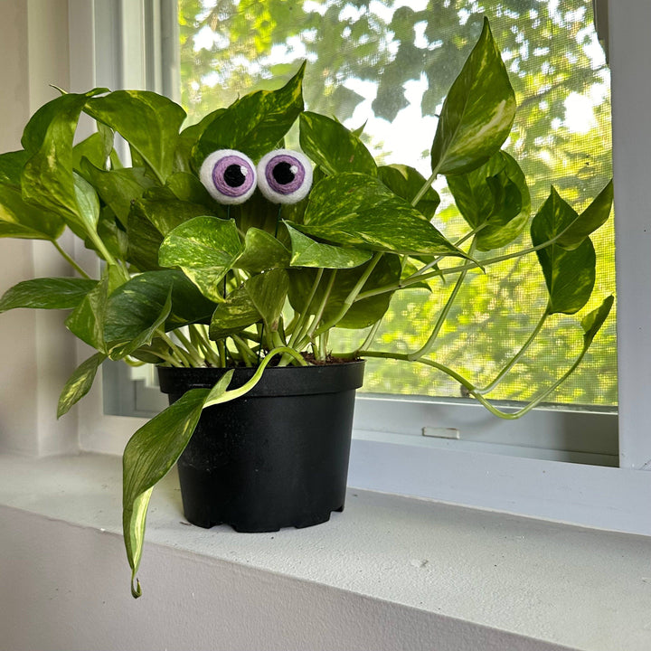 Felted Wool Plant Eyeballs