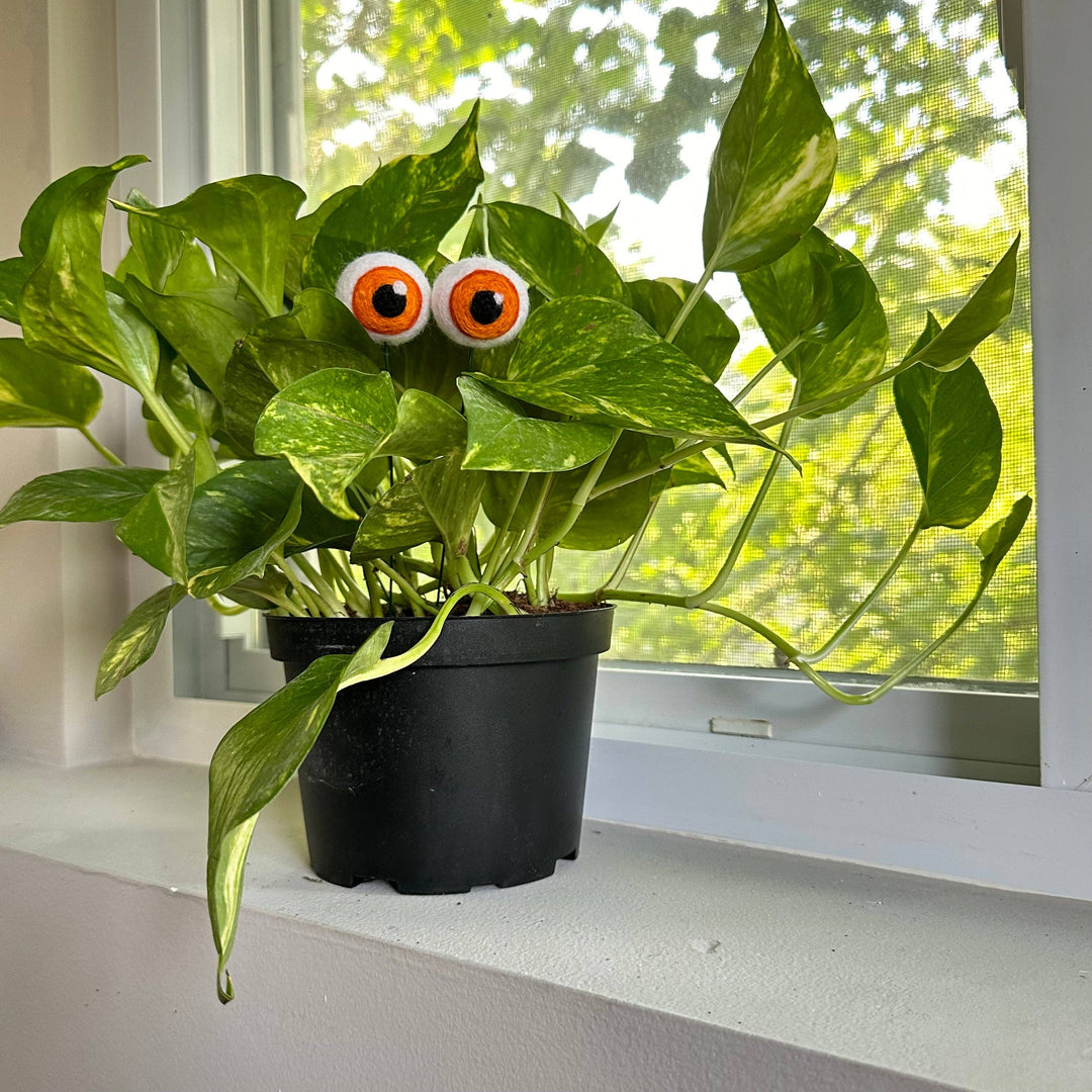 Felted Wool Plant Eyeballs
