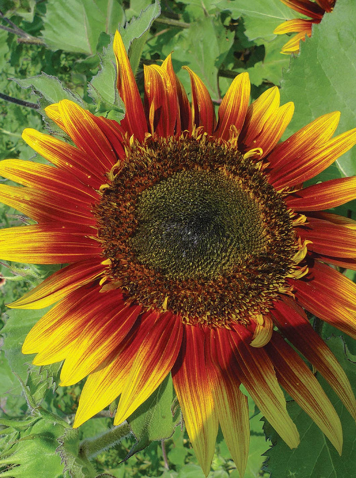 Sunflower, Autumn Beauty Seed Packets