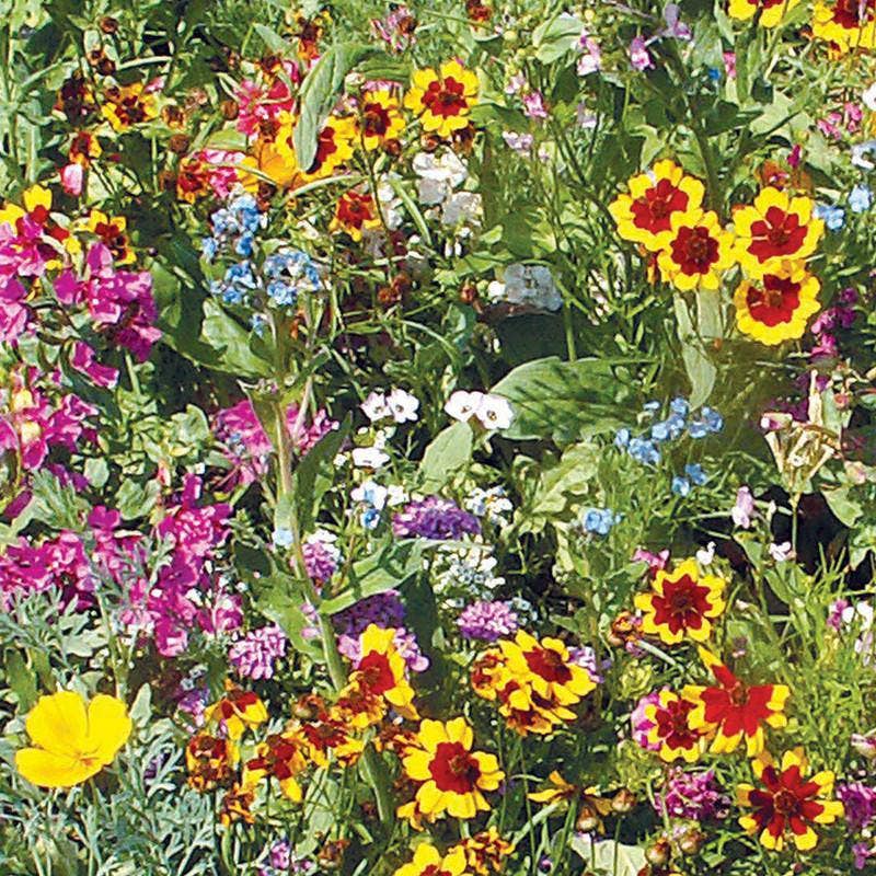 Wildflower, Sunny Wildflower Mix Seed Packets