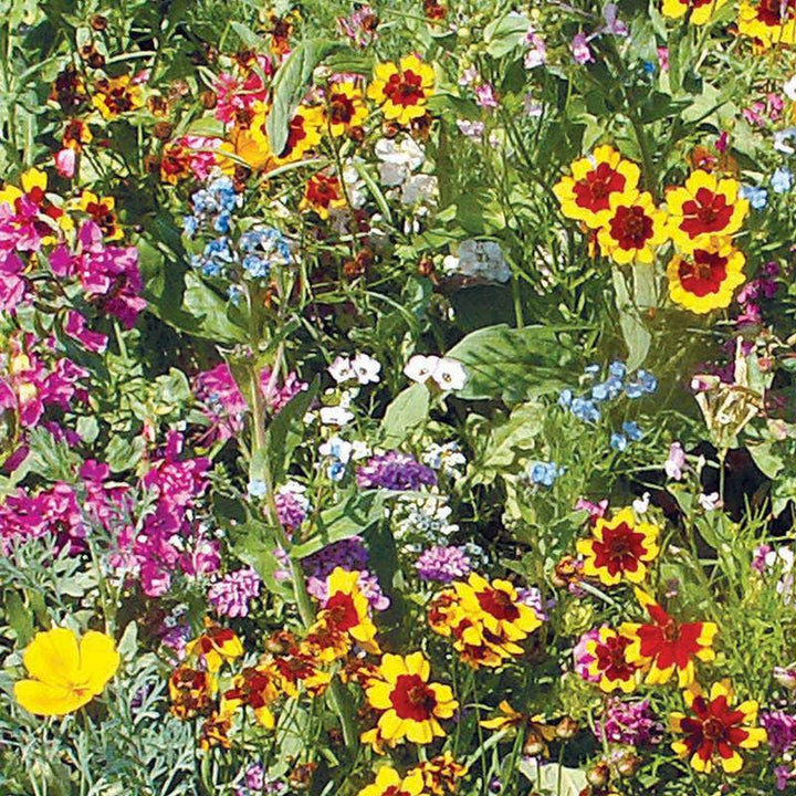 Wildflower, Sunny Wildflower Mix Seed Packets