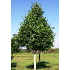 Eagleston Holly