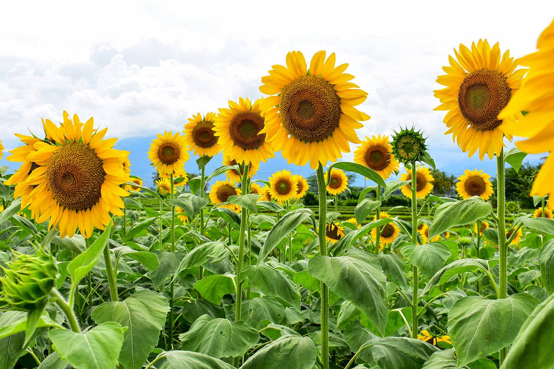 Sunflower, Mammoth Seed