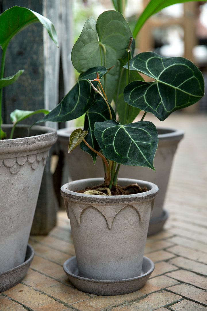 Elizabeth Planter