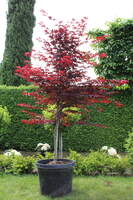 Acer palmatum 'Emperor'