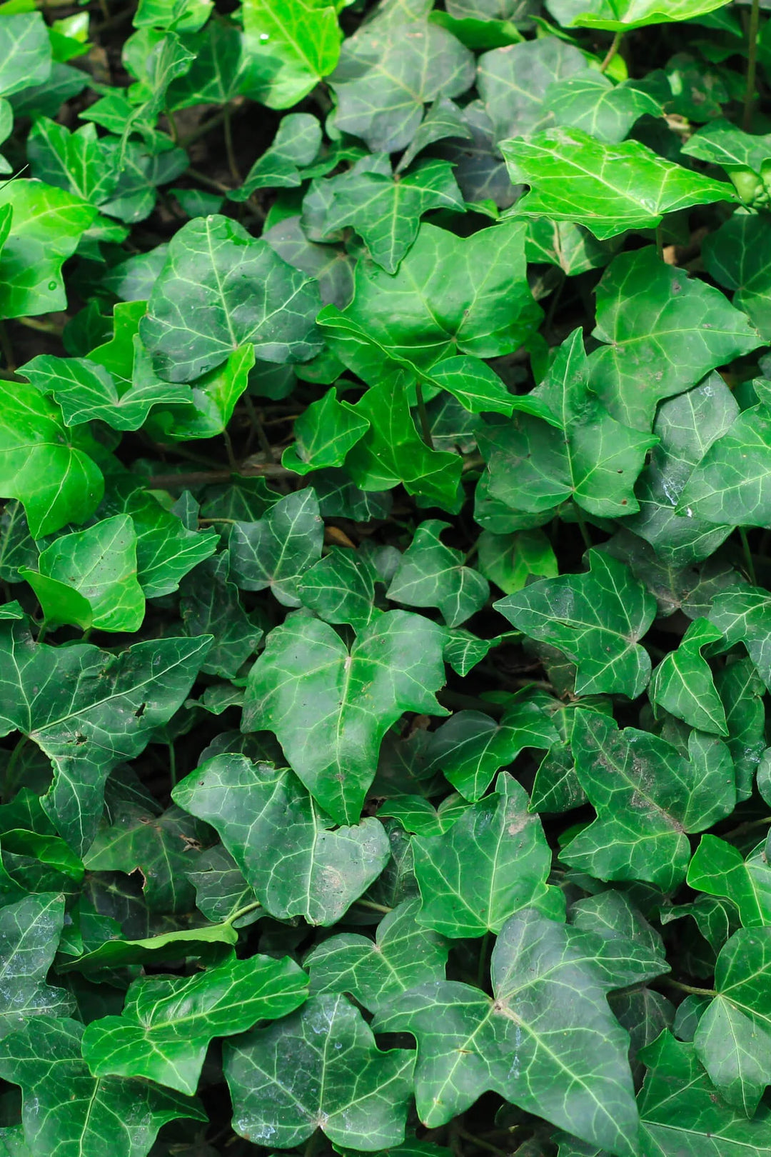 4 Garden Accents English Ivy