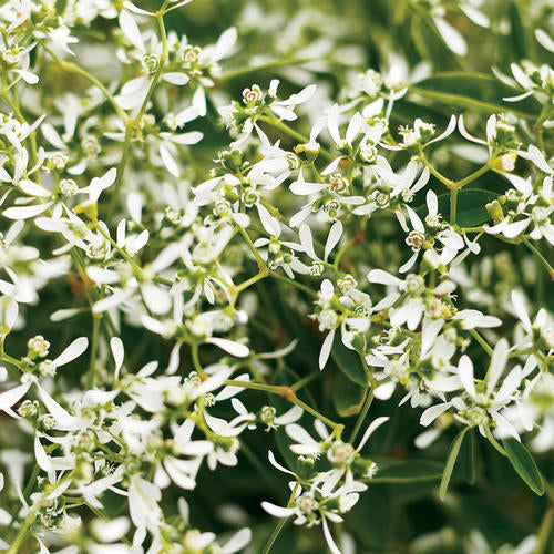Diamond Frost® Euphorbia hybrid PW