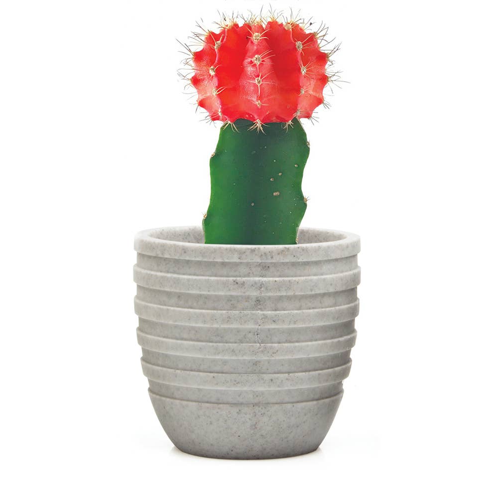 Stagma Planter For Succulents Indoor Planter 3 Inch