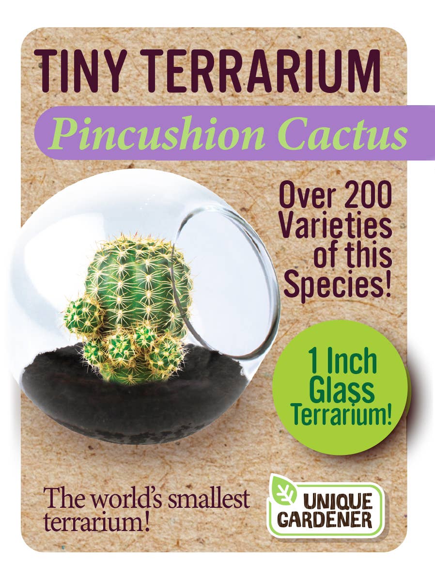 Tiny Terrarium - Pincushion Cactus