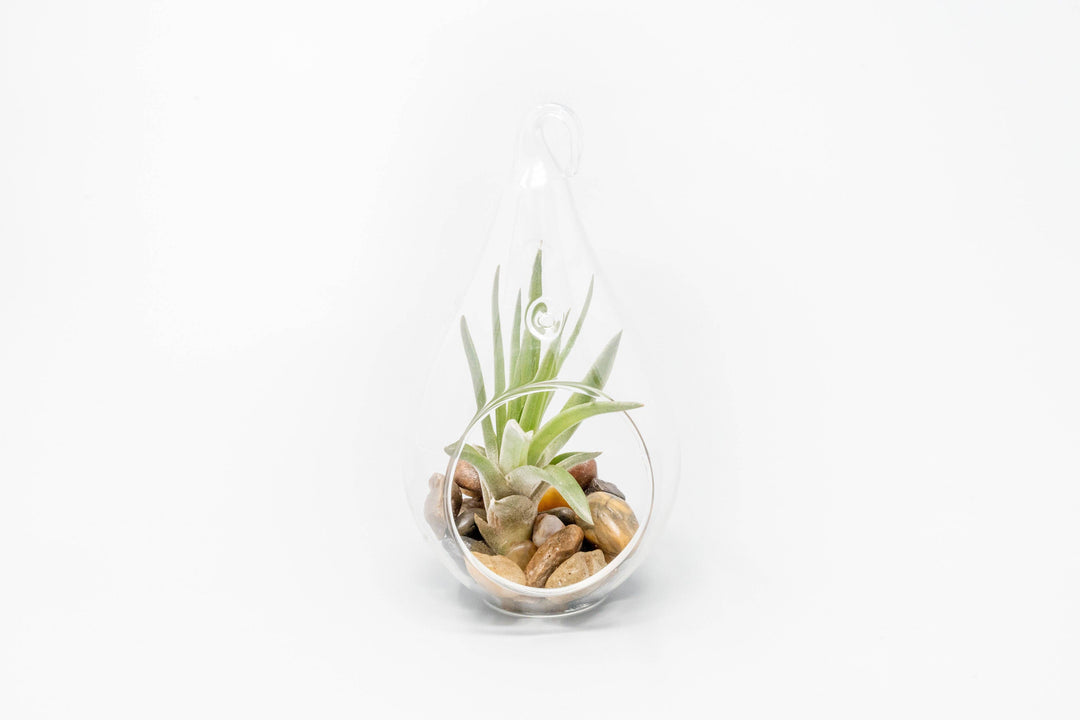 Airy Teardrop Terrarium with Stones and Air Plant