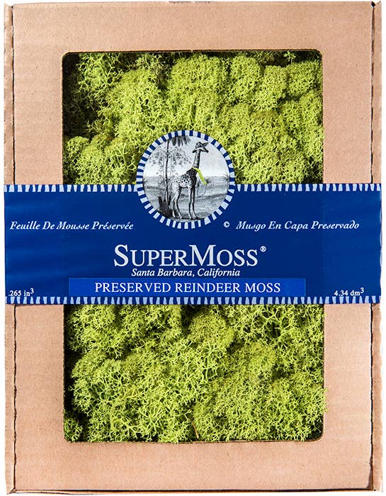 Reindeer Moss Chartreuse 4oz