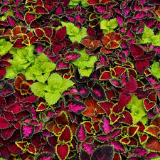 Coleus Shade Varieties