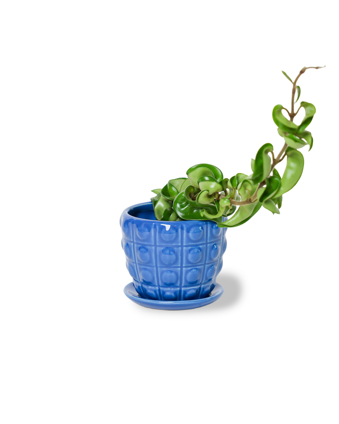 Convex Planter For Succulents And Cactus Pot With Saucer