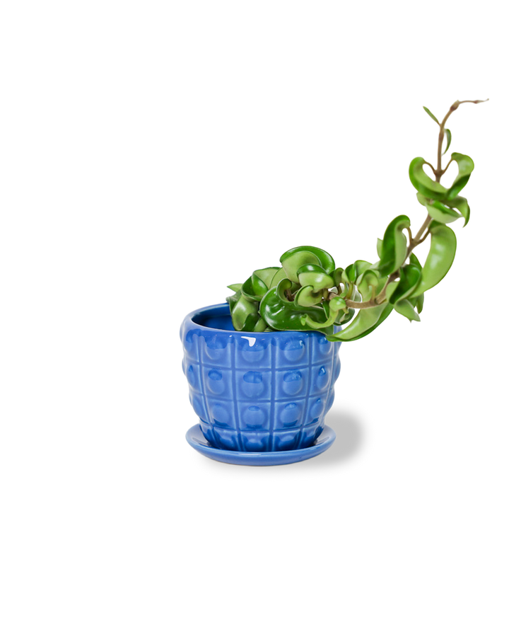 Convex Planter For Succulents And Cactus Pot With Saucer