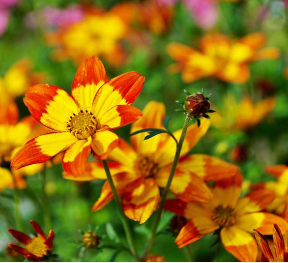 4.5 Fancy- 12s  Bidens