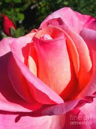 Rose FIRST PRIZE