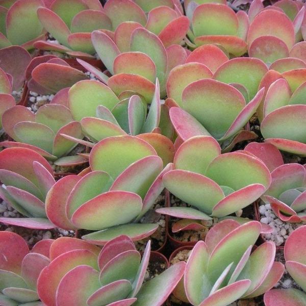 Kalanchoe 'Flapjack' or 'Polar Bear'