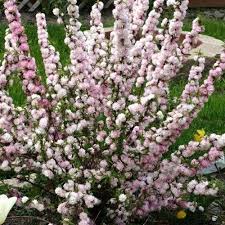 Flowering Almond