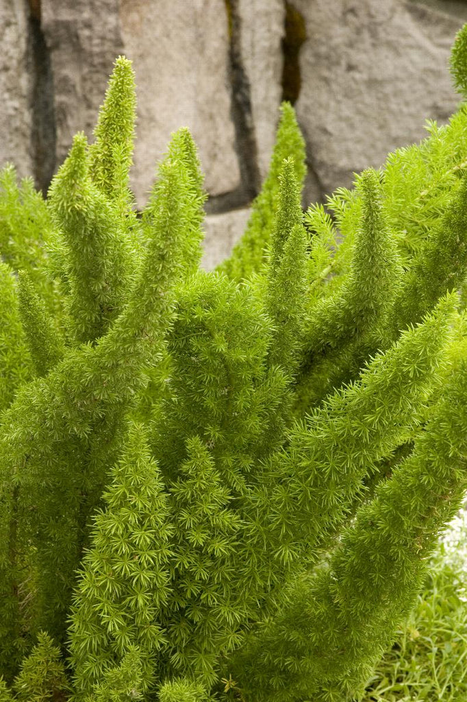 foxtail hanging plant Foxtail Fern 10" Hanging Basket