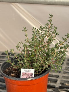 Thyme French
