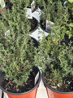 Thyme French