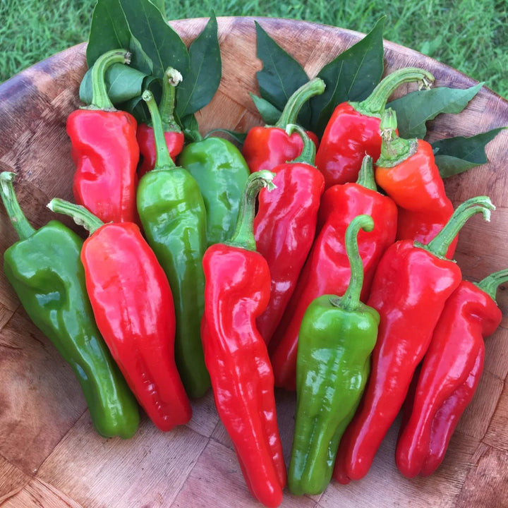 4" Chef Jeff's Melrose/ Friariello Pepper