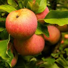 Apple Tree