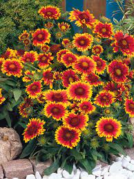 4" Perennials - Gaillardia Arizona Sun