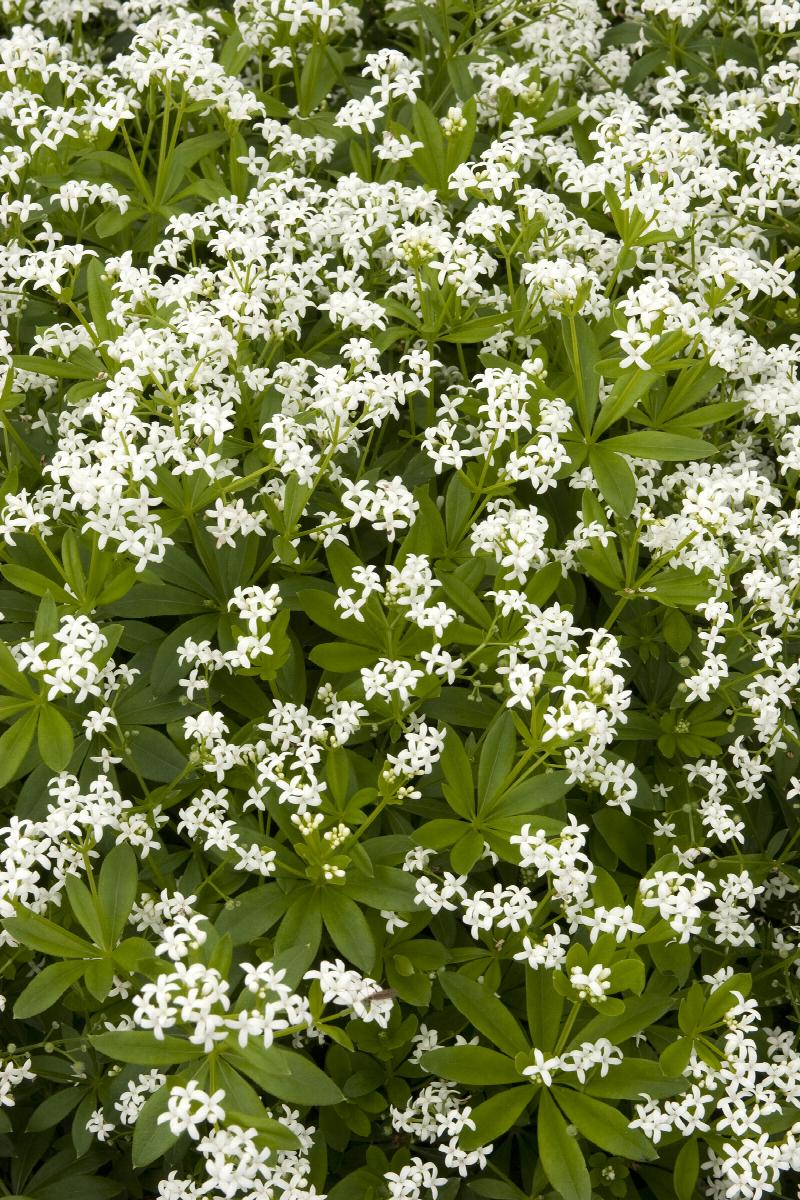 Galium Sweet Woodruff