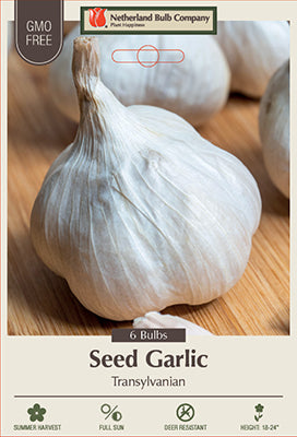 ALLIUM (GARLIC) TRANSYLVANIAN