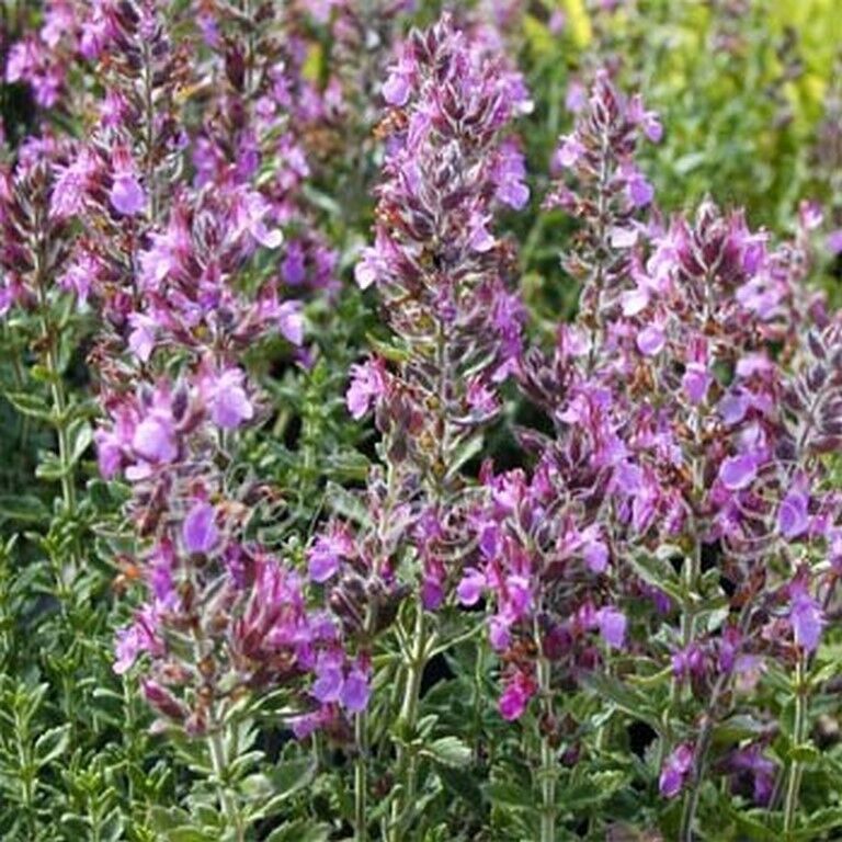 4" Chef Jeff's Herbs Germander
