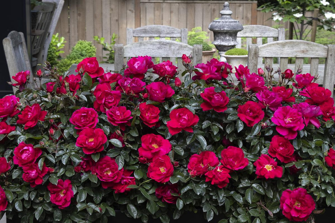 Grace N' Grit™ Pink Shrub Rose