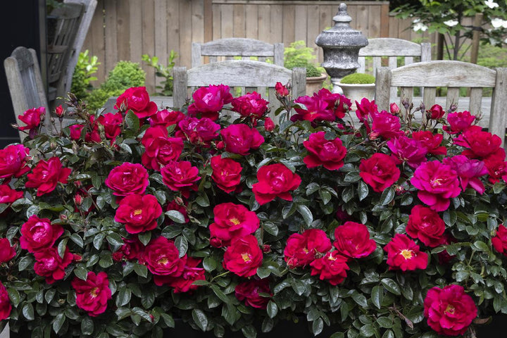 Grace N' Grit™ Pink Shrub Rose