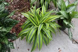 Dracaena Goldstar