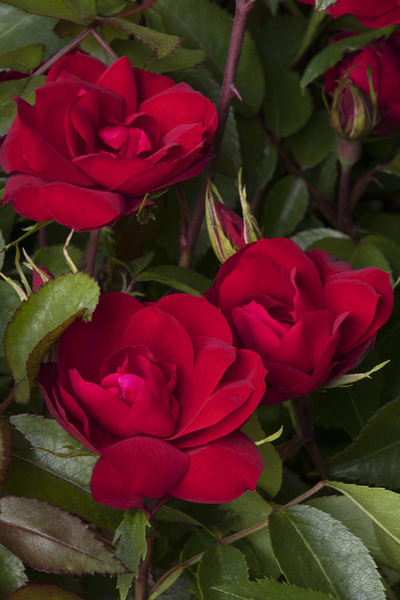 Grace N' Grit™ Red Shrub Rose