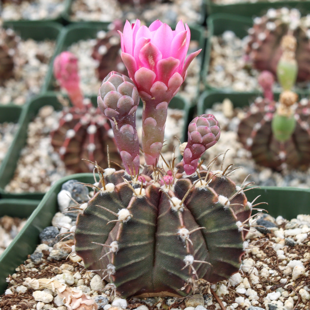 Gymnocaliceum Asst colors