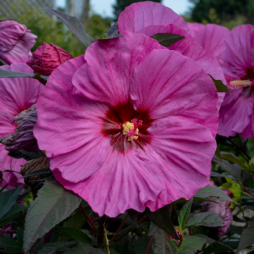 Hardy Hibiscus