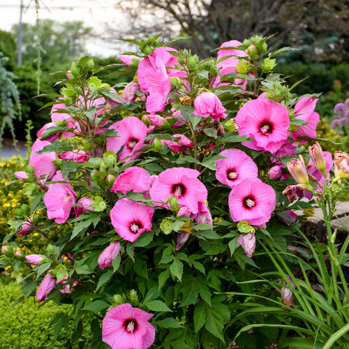 Hardy Hibiscus