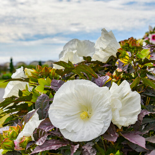 Hardy Hibiscus